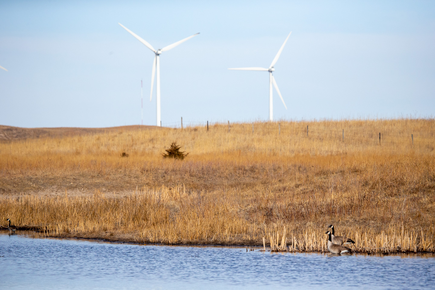 Two geese at the edge of a pond, wind turbines in the background.