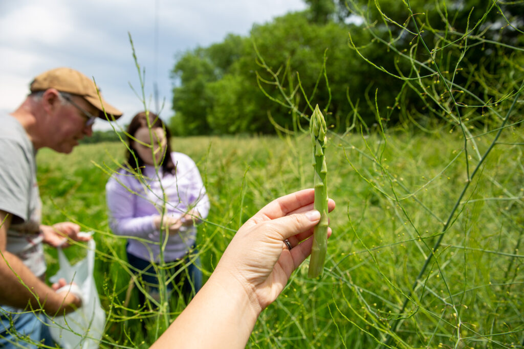 A person holds up a stalk of wild asparagus as a man and woman pick more in the background.