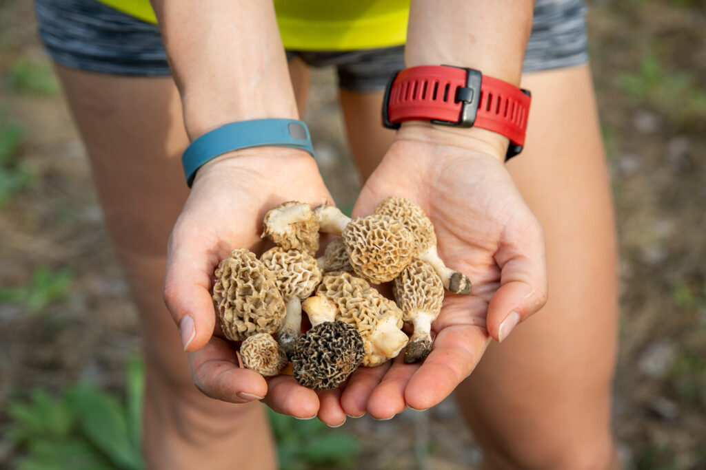 Morel mushrooms rest in cupped hands.