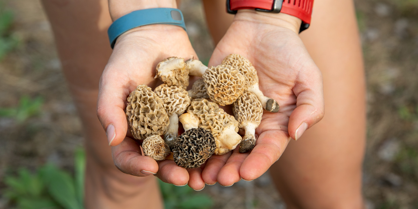 Where to Find Morels in Missouri: A Comprehensive Guide