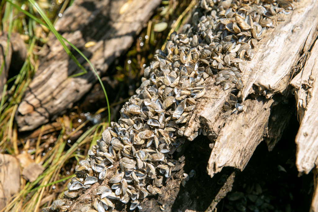 zebra mussels on a log