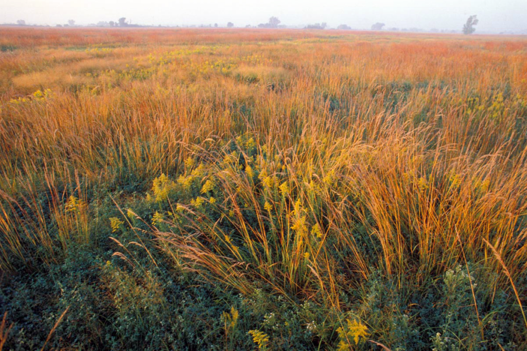mixed-grass prairie