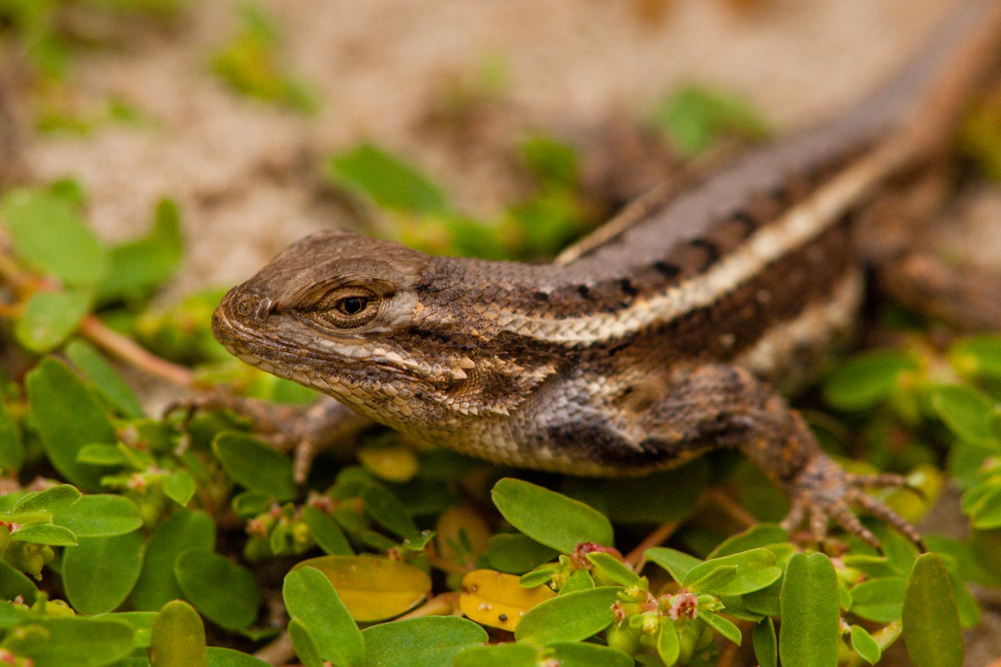 Read More: Lizards of Nebraska