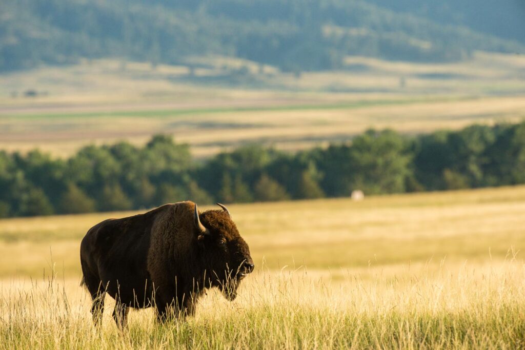 A bison in a field with trees.