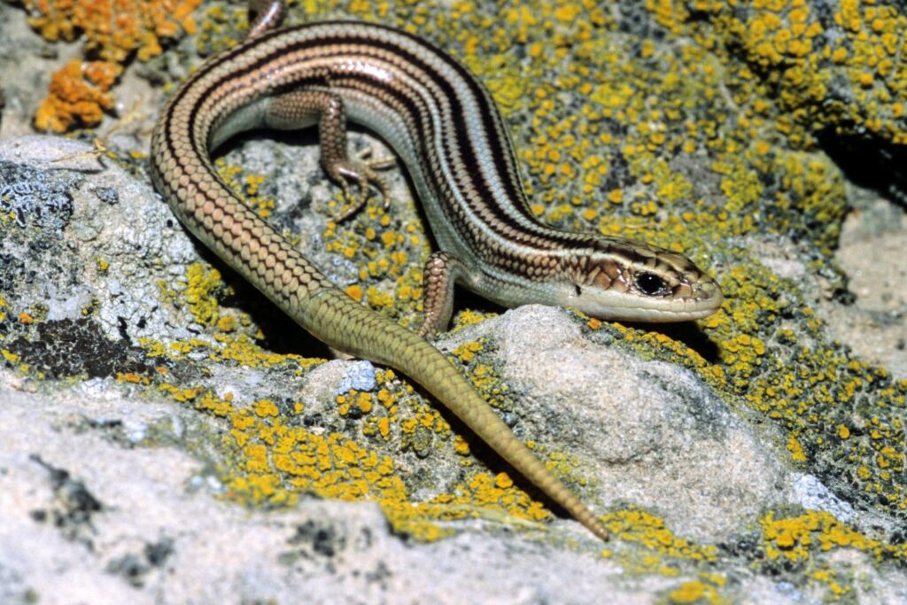 Many-lined skink on a rock.