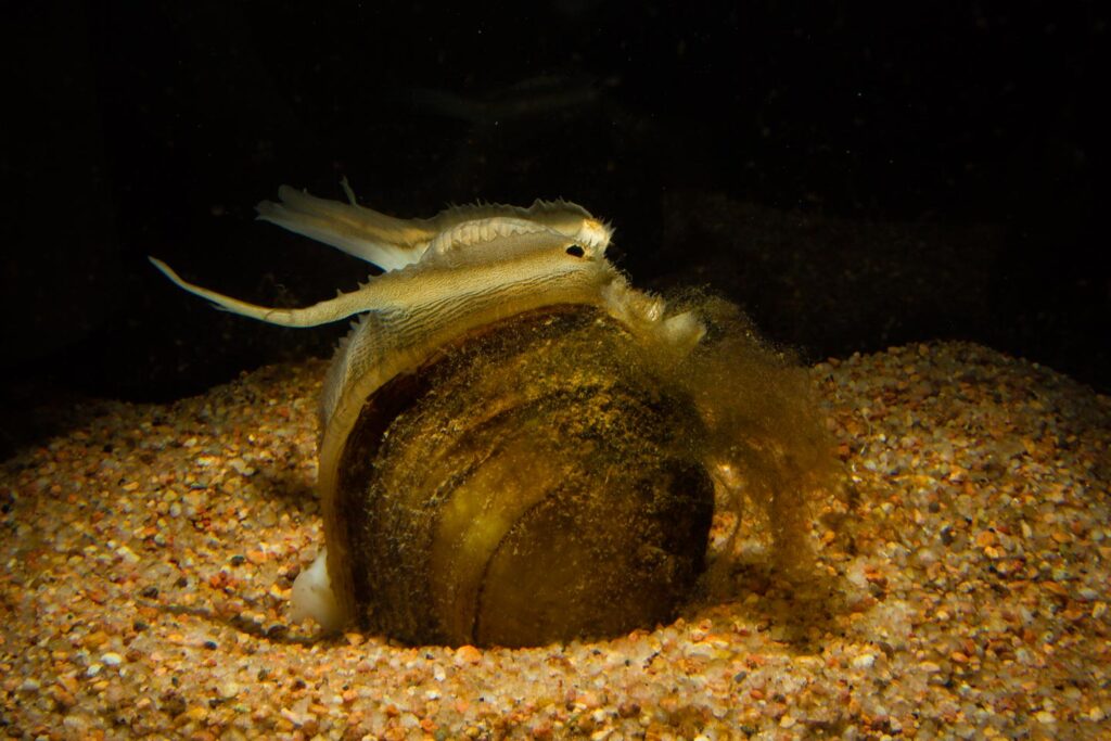 Plains pocketbook mussel performing a mating display.