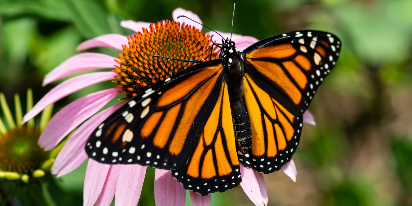 Annual migration of monarch butterflies in California shows sign