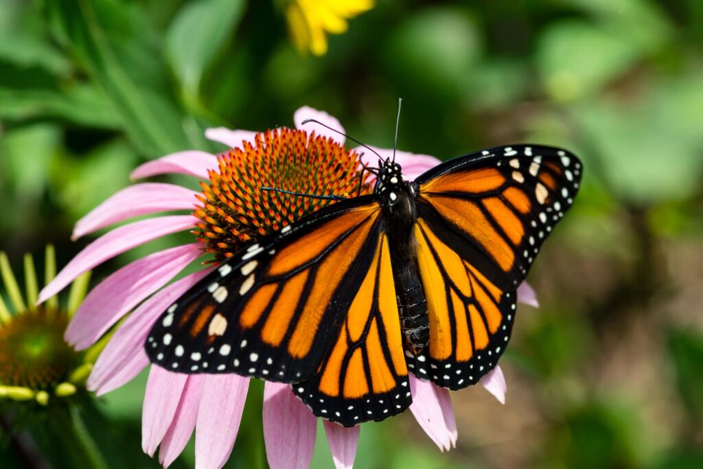 Monarch sitting on a flower.