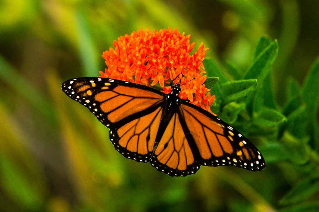 Monarch butterfly on milkweed.