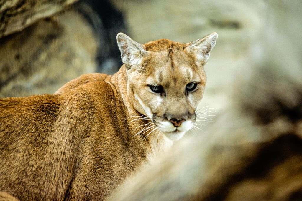 A young mountain lion looks at the camera