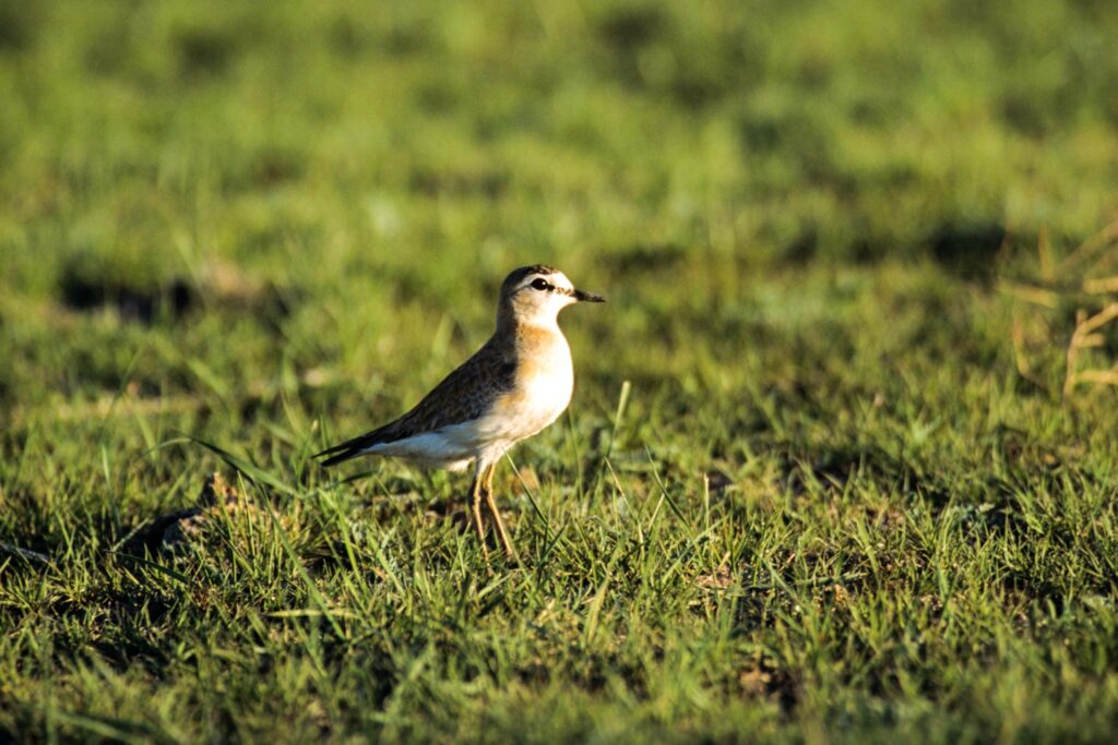 Mountain plover sitting in the grass.