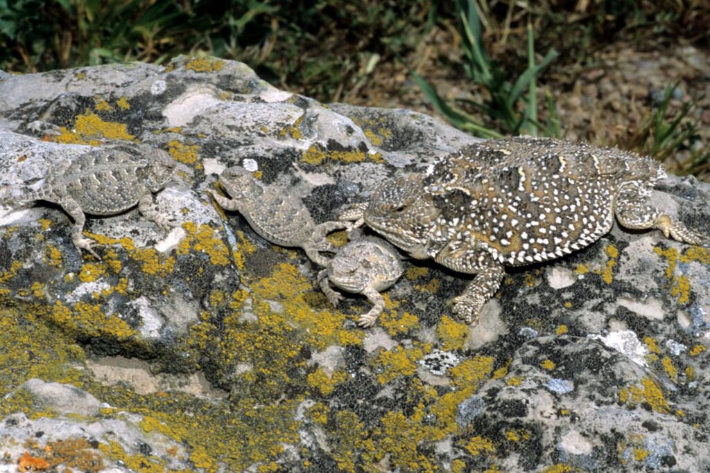 Mountain short-horned lizard with baby lizards