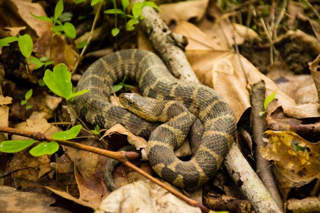 Northern water snake on leaves.