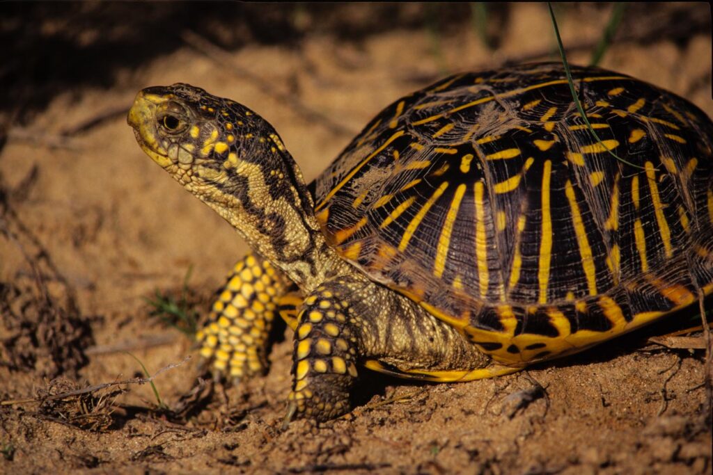 Closeup of ornate box turtle.