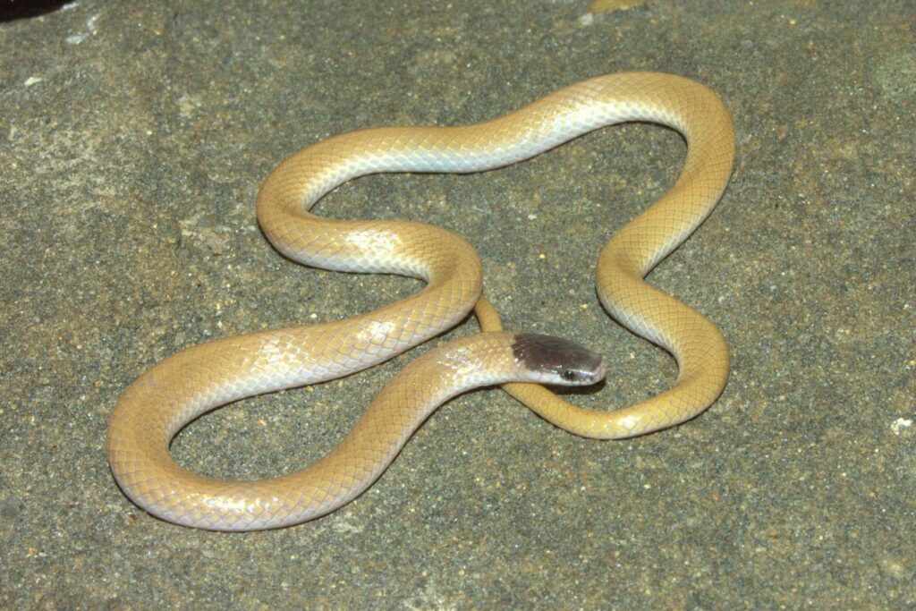 Plains blackhead snake on the ground.