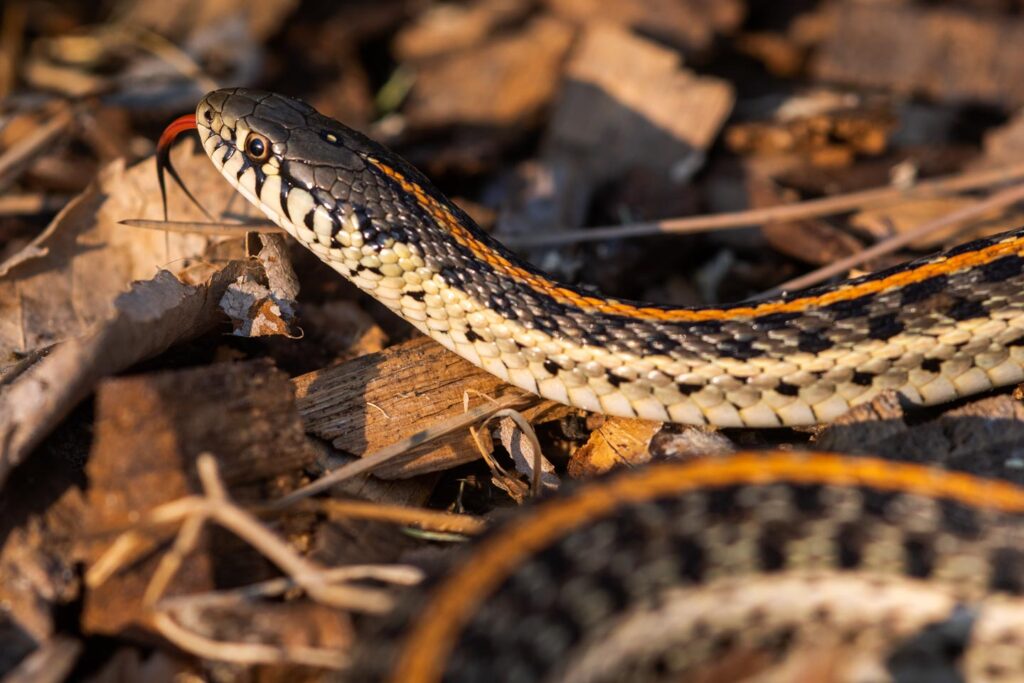 Plains garter snake on the ground.