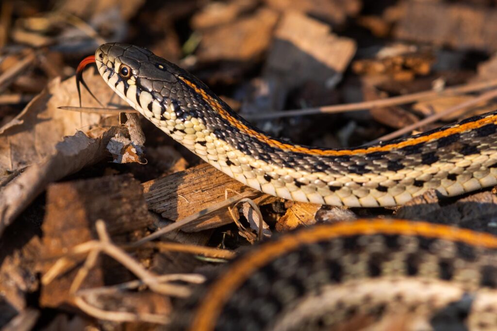 Coiled Grass Snake playing dead by lying upside down with