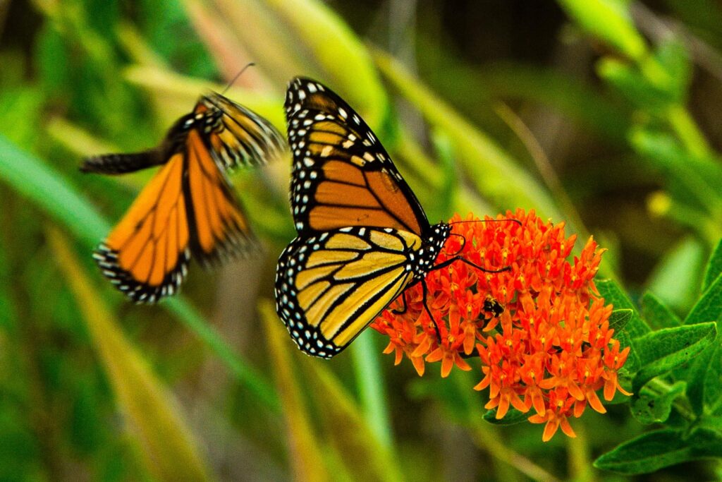 Monarchs on milkweed