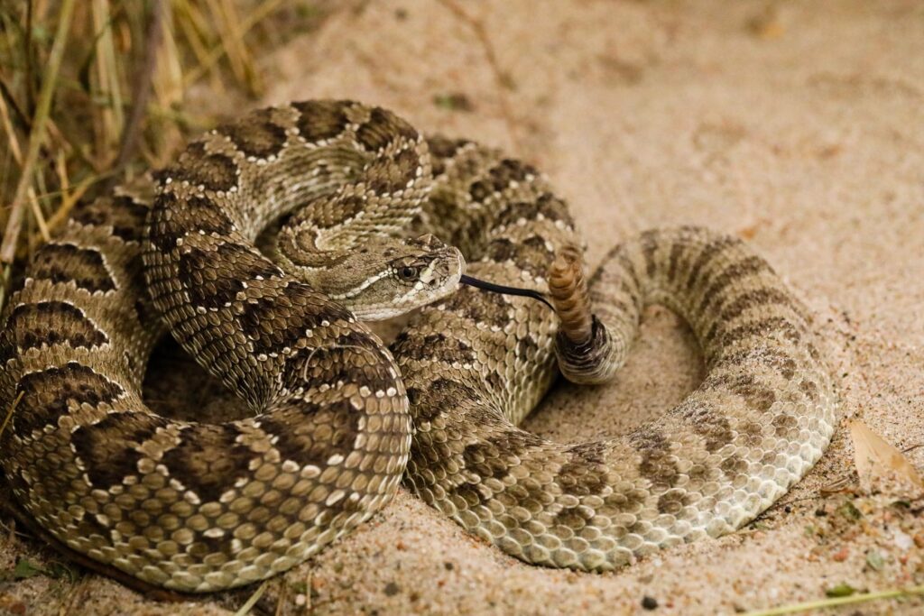 Prairie rattlesnake on the ground.