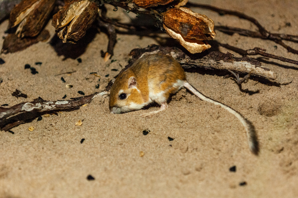 A kangaroo rat sifts in the sand.