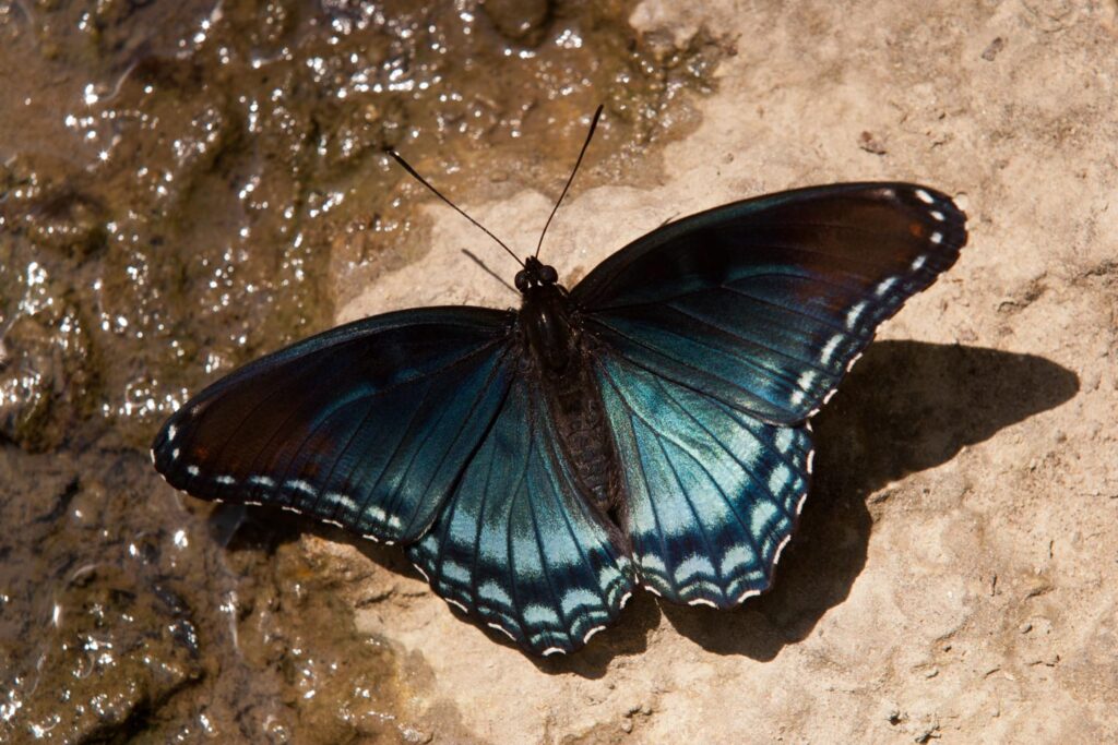 Red-spotted purple butterfly on the ground