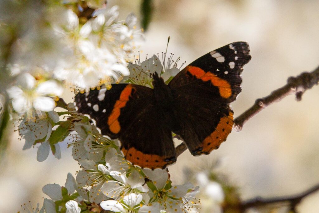 Red admiral butterfly on a flowering tree branch