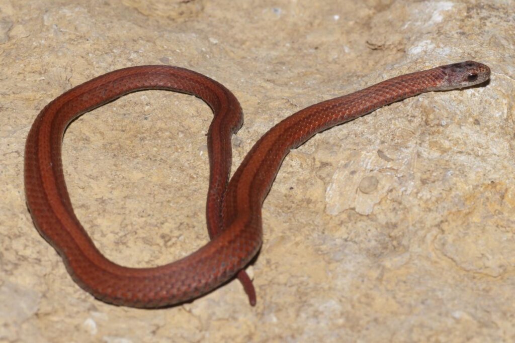 Redbelly snake on a rock.