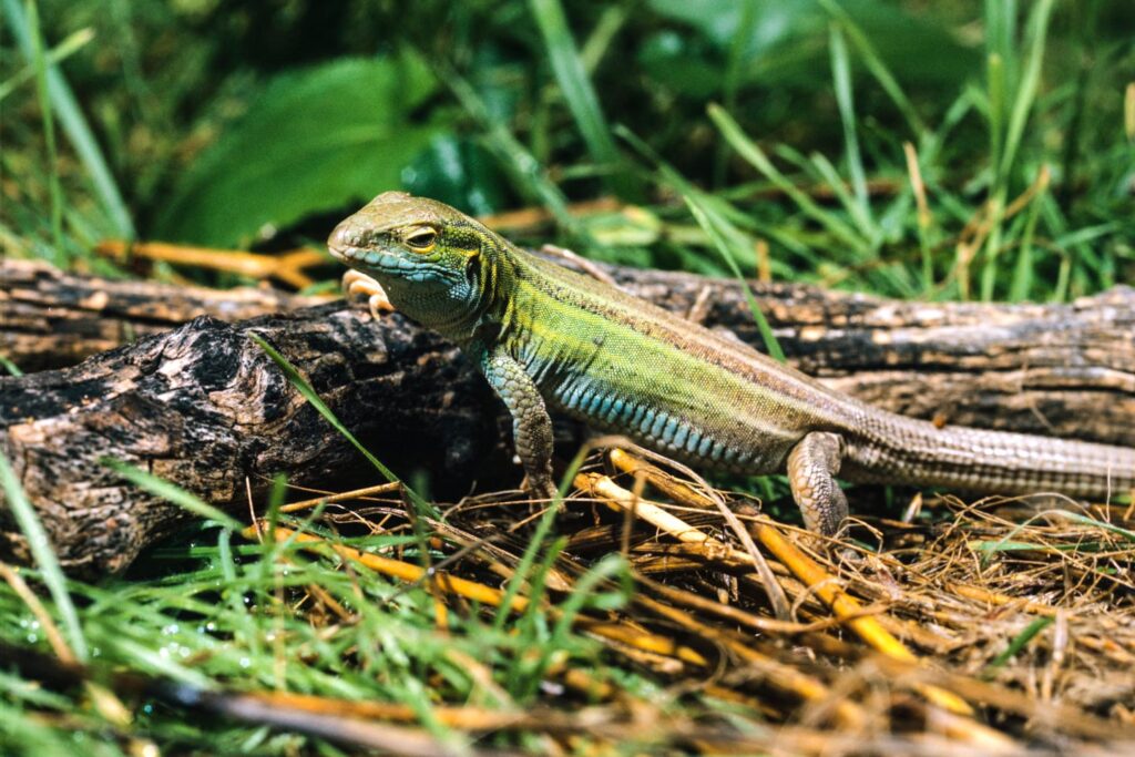 A six-lined racerunner sitting near a log in the grass.
