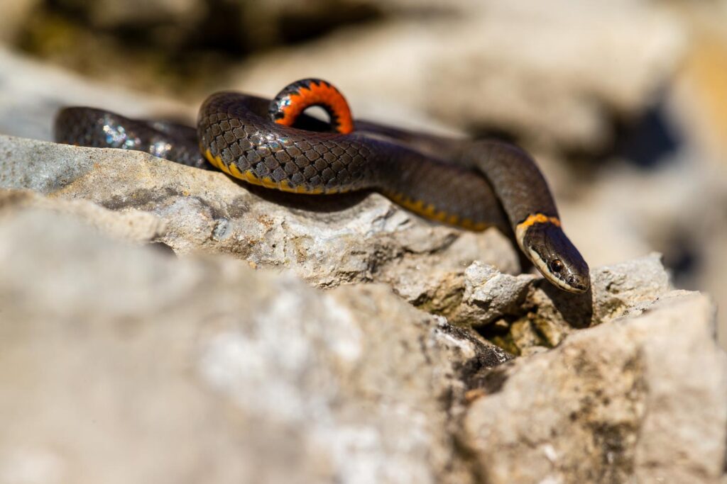 Northern ringneck snake on rocks.