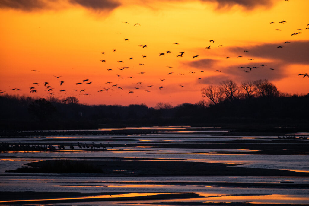 Sandhill Cranes fly at sunset on the Central Platte River during fall migration.