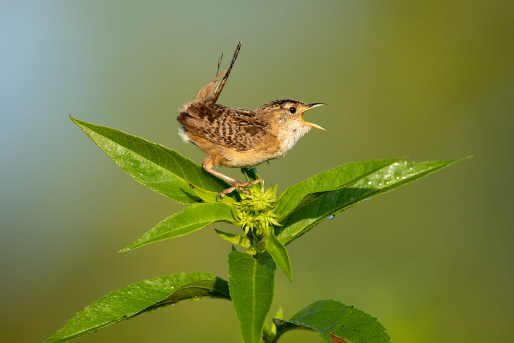Close-up of a sedge wren singing on a plant in a wet meadow.