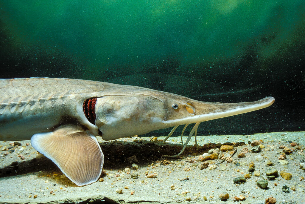 The Pallid Sturgeon is a federally listed endangered species.
