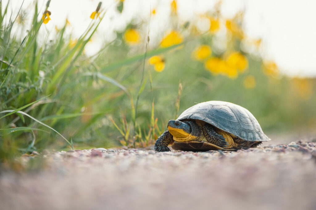A Blanding's turtle walks on the side of a dirt road.