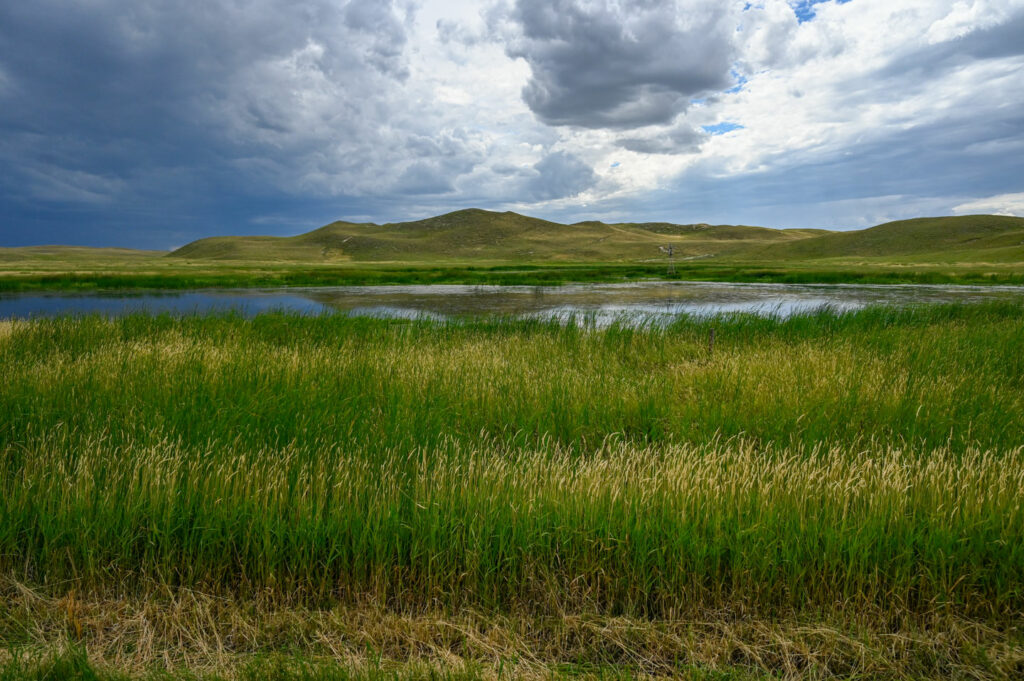 A lush, green wetland in the Nebraska sandhills.