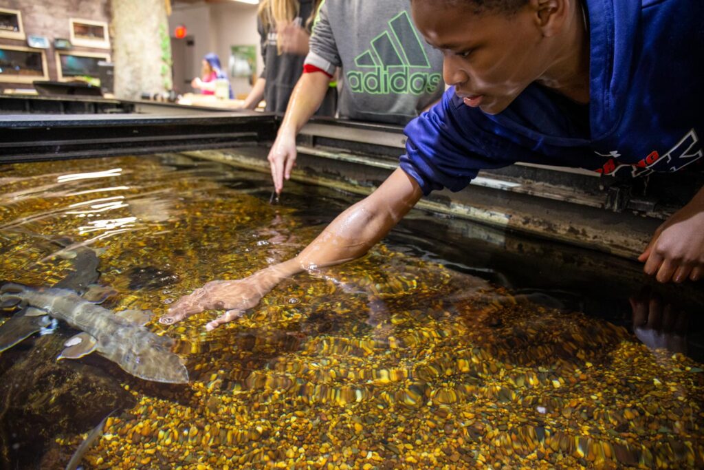 Visitors touch a fish in the touch tank at the Schramm Education Center.
