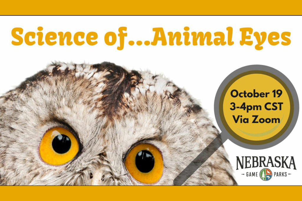 The Science of... Animal Eyes virtual series event cover