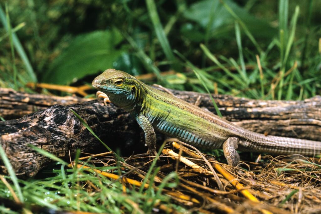 Six-lined racerunner by a log.