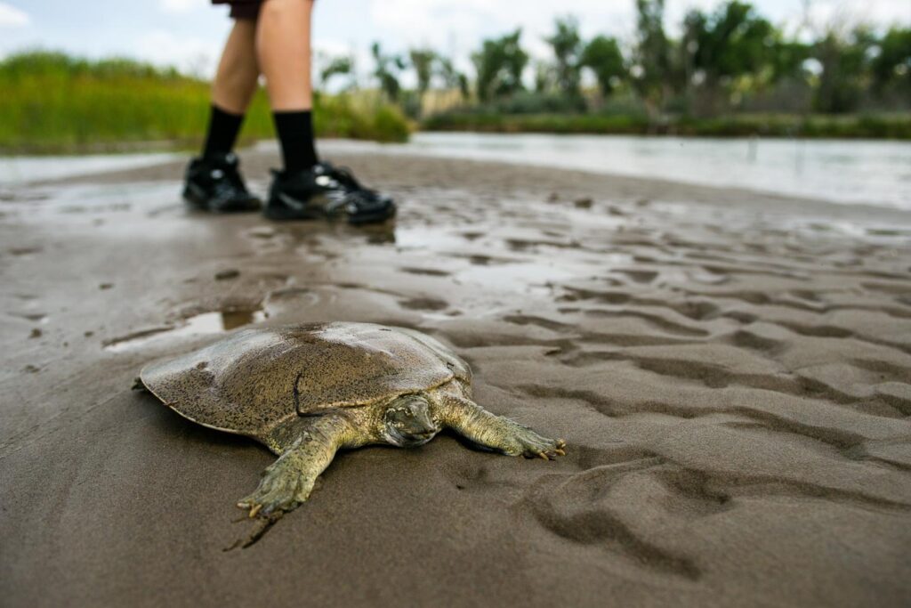 Smooth softshell turtle on sandy ground.