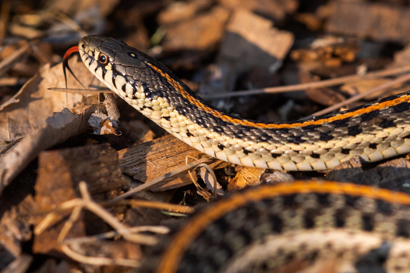 Read More: Snakes of Nebraska