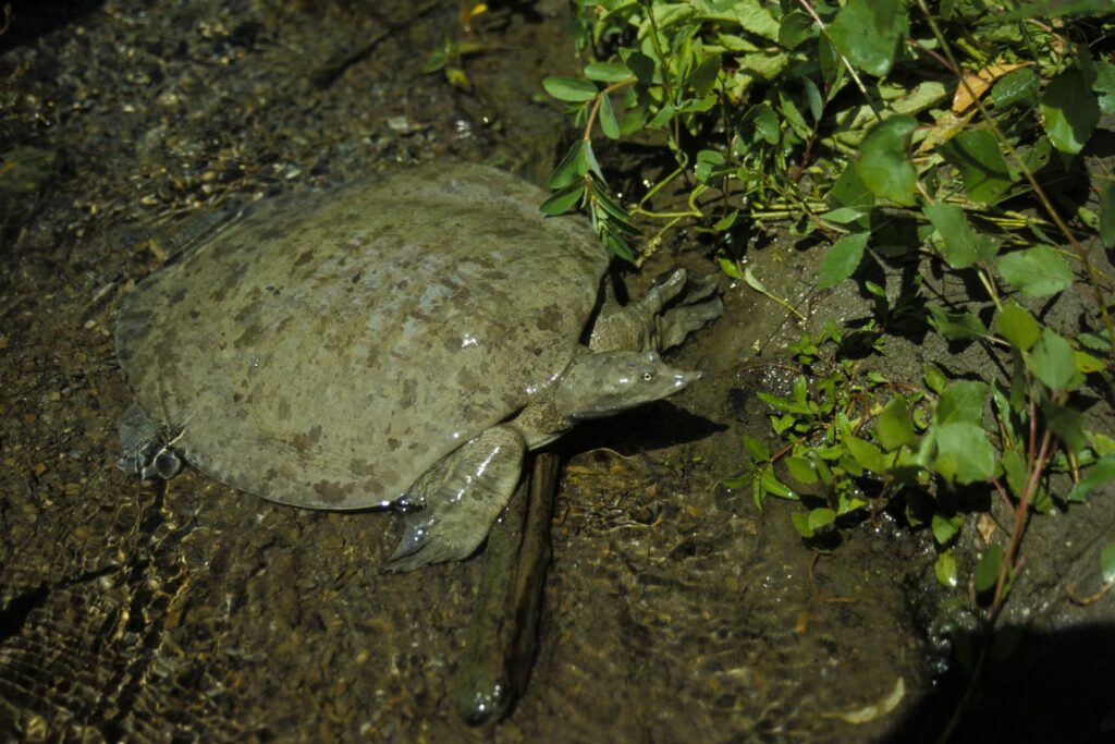 Spiny softshell turtle on the ground.