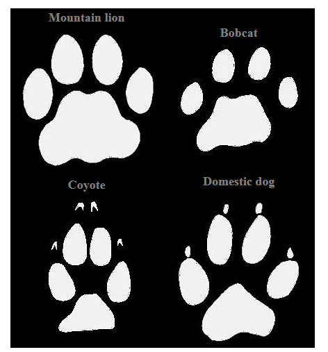 paw print size and shape comparison

