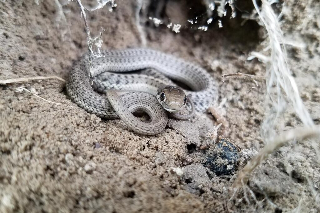 Terrestrial garter snake on the ground.