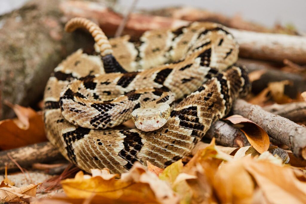 Timber rattlesnake coiled on the ground.