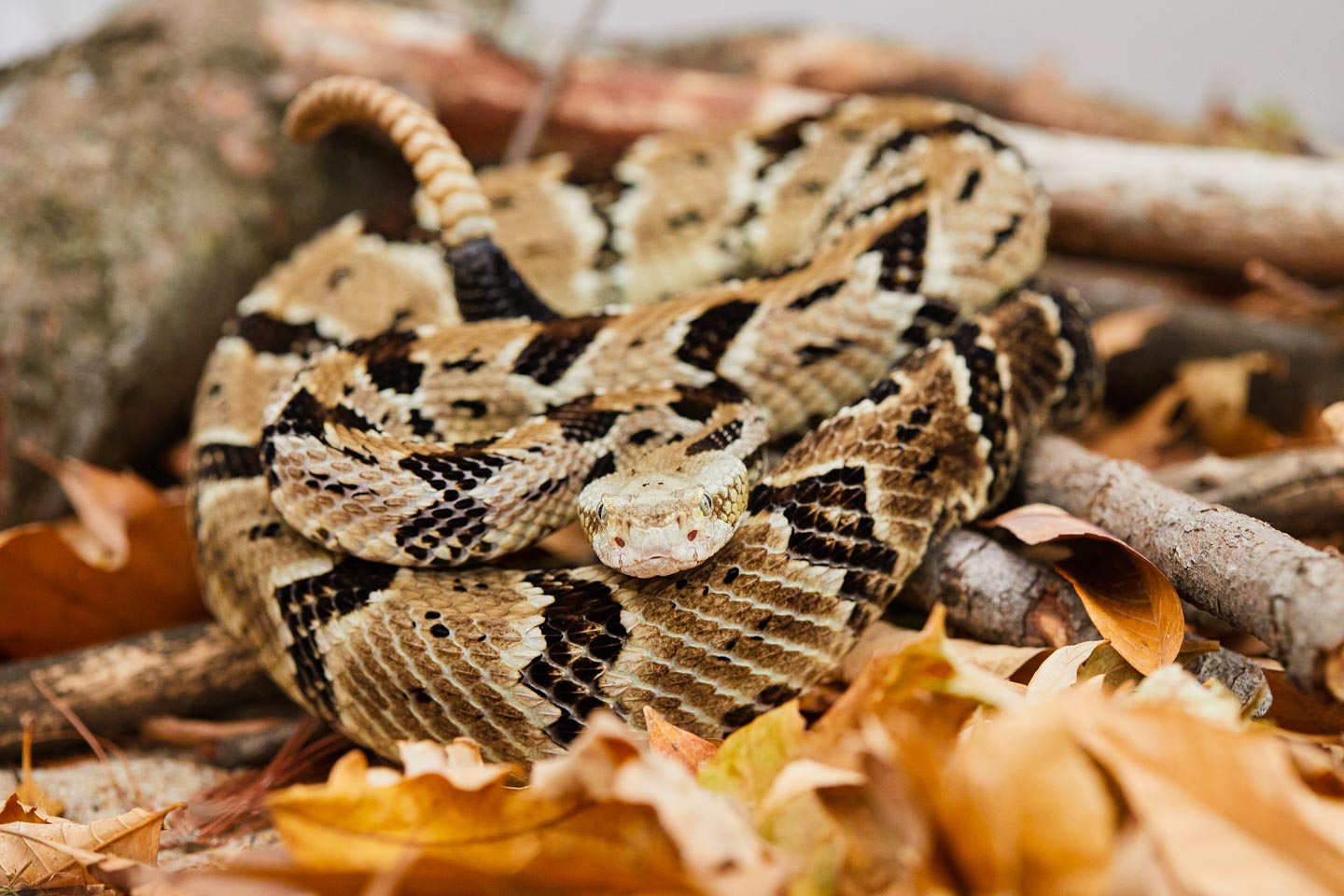 Read More: Timber Rattlesnake