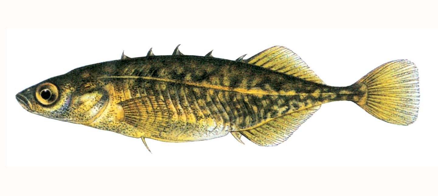 Read More: Stickleback