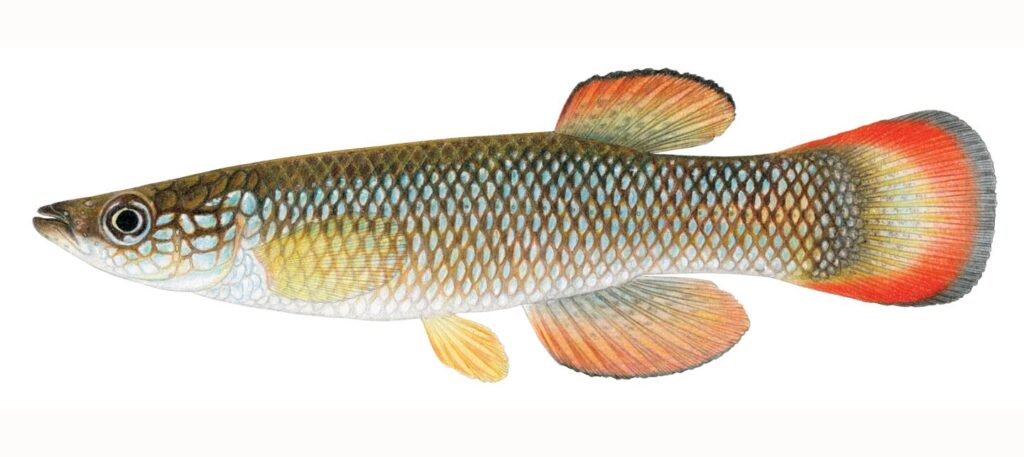 Illustration of a Plains topminnow.