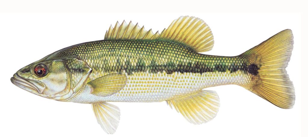 Illustration of a spotted bass.