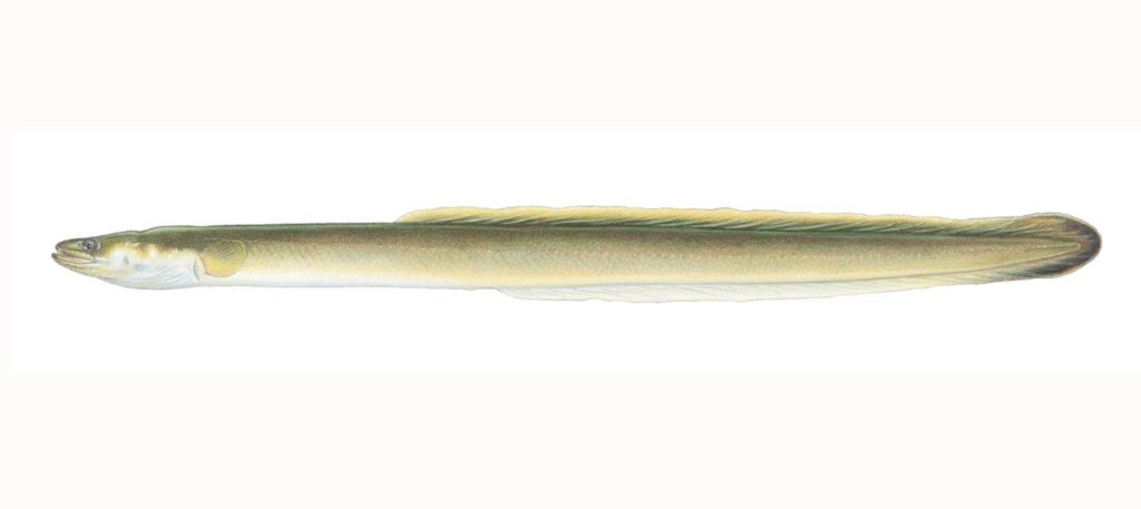Illustration of an American eel.