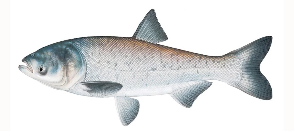 Illustration of a bighead carp.