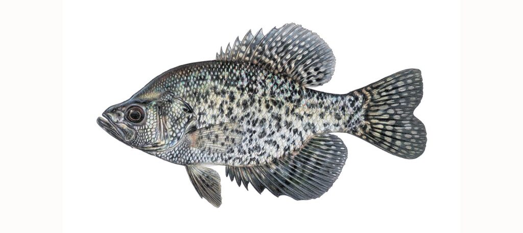 Illustration of a black crappie.